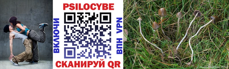 Псилоцибиновые грибы Psilocybe Минусинск